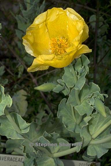 glaucium flavum 1 graphic